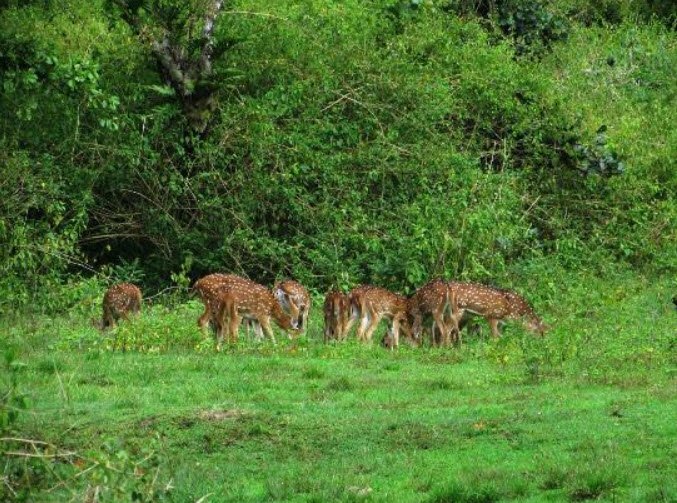 Girjan Island Wildlife Sanctuary, South Andaman, Andaman and Nicobar Islands - Vushii.com Girjan Island Wildlife Sanctuary, South Andaman, Andaman and Nicobar Islands - Vushii.com